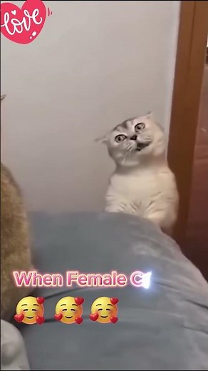 Ultimate Funny Cats and Dogs Compilation - Cuteness Overload!