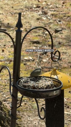 Orange-Crowned Warbler #birdwatching #birdfeeder #orangecrownedwarbler #birdwatcher