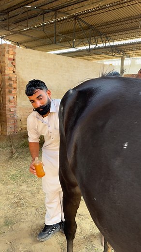 Marwari Stallion MUSTHAFA king  Pb31 on Instagram: "Estrus detection in mare #reels #horselife #trendingreels #horselove #insta"