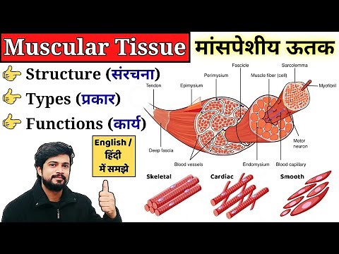 Muscular Tissue Anatomy and Physiology in Hindi | Types, Structure & Functions | Nursing, MLT, Pharm