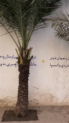 Exploring Rahman Baba's Poetry and Legacy