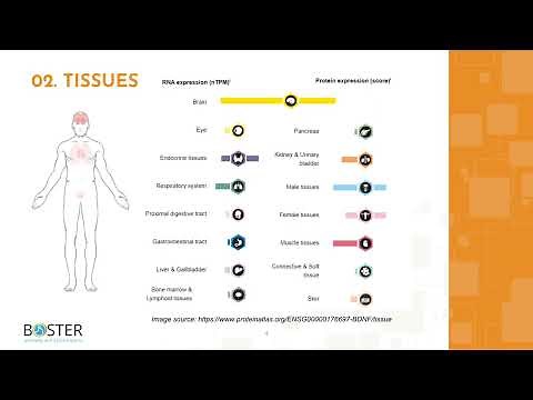 Learn BDNF in 3 minutes | Brain-derived neurotrophic factor