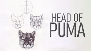 Animated puma head drawing tutorial with realistic features