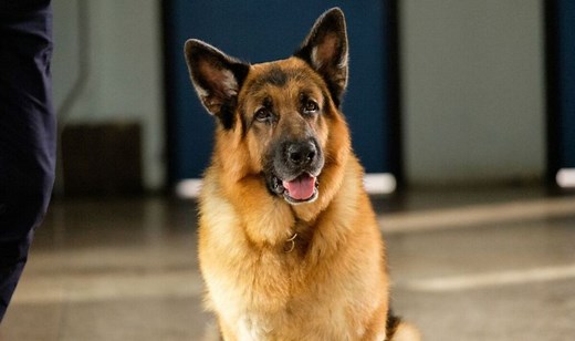 Hudson & Rex: Official trailer