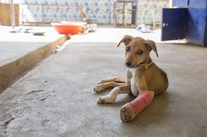 How To Clean And Care For A Dog's Incision - Cuteness