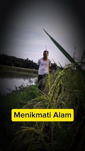 Mrnikmati alam persawahan #shortvideo #shorts #islam #alquran