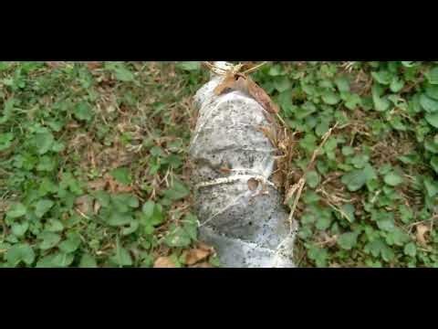 How to remove caterpillar cocoons from trees