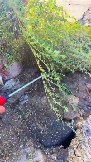 🌿🔪 Curved Weeding Sickle Hook for Dense Creeping Weed Clearance
