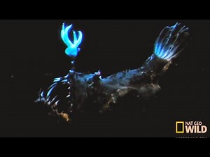 Anglerfish (Anglerfish Attacks Fish)