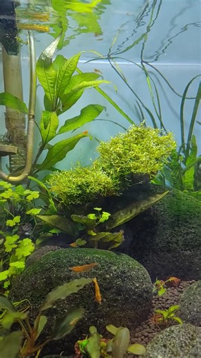 How a beautiful Shrimp tank looks like😭😗.. #fish #shrimp #shorts #aquariumfish