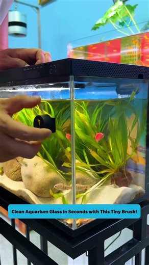 Clean Aquarium Glass in Seconds with This Tiny Brush! #tools #fishtank