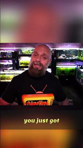 Dither Fish: The TRUTH About Using Them In Your Tank!