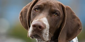 The Pointer is facing extinction for the first time ever