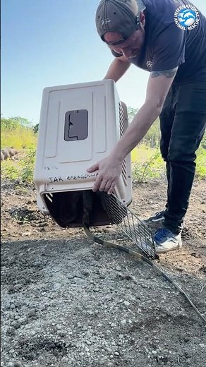 Stubborn Iguana Refuses to Go Home #animals