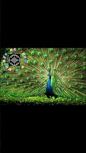 What does a peacock sound like? | Real peacock sound