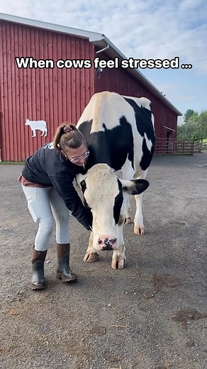 Cows are deeply social and interact with one another in complex ways. They show us that friendship is important in ALL species, and most importantly — that they’re someone, not something. Have you ever hugged a cow? 💚 3rd Video: Peacefield (A member of our Farm Animal Adoption Network) | Farm Sanctuary