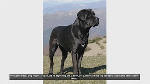 Top 10 Fascinating Facts About the Cane Corso