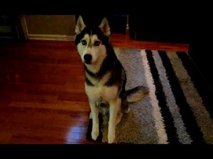 Mishka says "I'm hungry & I want to eat" - Husky Dog Talking