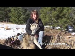 Misrepresentation of Wolfdogs