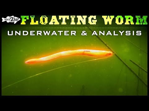 Why to Fish Floating Worms for Bass in the Spring (Cool Underwaters and Catches)