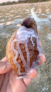 Sea Cucumber 🥒 Ejects Guts When Scared! | 1 Minute Animals Meet the Sea Cucumber, the master of self-defense in the ocean! When threatened, it pulls off an incredible trick: it ejects its own guts as a diversion tactic! This bizarre yet fascinating creature showcases nature's incredible adaptations. Dive into the world of the Sea Cucumber and discover the secrets of its survival strategy. #seacucumber #seacucumbers #oceancreatures | 1 Minute Animals