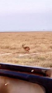 Two cheetahs are attacking the deer at very high speed. #viralvideoシ #viralshorts #wildlife #facebookviral #wildanimals #foryouシ #instagram | Äb Hâ M Îđ