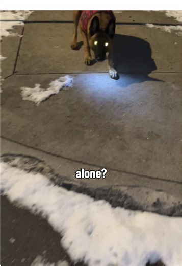 I would neverrr walk anywhere without her. #belgianmalinois #workinghornet #dogcommunity #fyp #traineddog