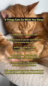 529K views · 4.8K reactions | 6 things cats do while you sleep!  . . . . . . . #cat #petsofinstagram #sleepingcats #cutecat #catlovers #sleepingpositions #petloversofinstagram #calicocats #catreels #weeklyfluff #catfacts #catsofworld #rescuecatsofinstagram #adoptedcats #catvideos #adorablecats #ilovecats #catmom #indoorcat #femalecats #femalecatsofinstagram #femalecat | Cat Lovers Club | Facebook