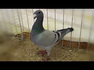 Pigeons de Beauté Allemands - Deutsche Schautauben
