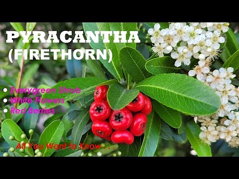 Pyracantha (Firethorn):Eye-Catching Evergreen Shrub with White Flowers and Red Berries (火棘:白花红果常绿乔木)