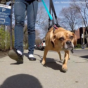 14K views · 303 reactions | This dog can walk again after a serious...
