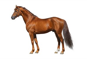 Why shouldn't you eat horse?