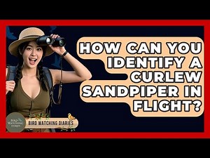 How Can You Identify A Curlew Sandpiper In Flight? - Bird Watching Diaries