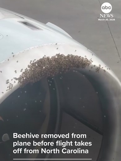 Passengers looked on as a beehive was removed from their plane before they could take off from Charlotte, North Carolina.