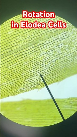 Mesmerizing Rotation in Elodea Cells Experiment | Plant Cell Movement #science #experiment