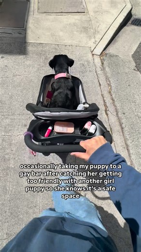 Chasie 🤍 on Instagram: "Oh I miss her so much - - - - #explore #content #dog #puppy #animals"