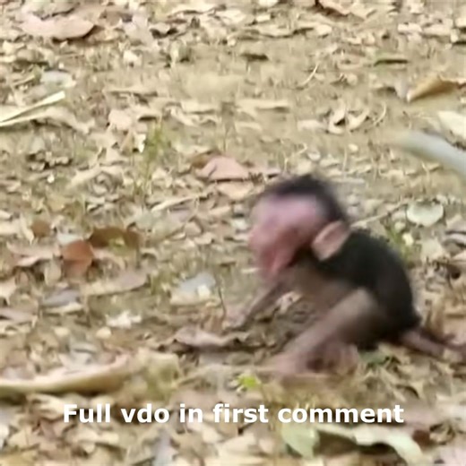 A baby monkey was abandoned by its mother just days after birth. What a heartless mother monkey 🥲🥲🥲 Check full VDO in first comment | Cute monkey family