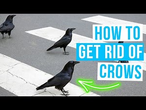How to GET RID OF CROWS | Crows control and keep them away!
