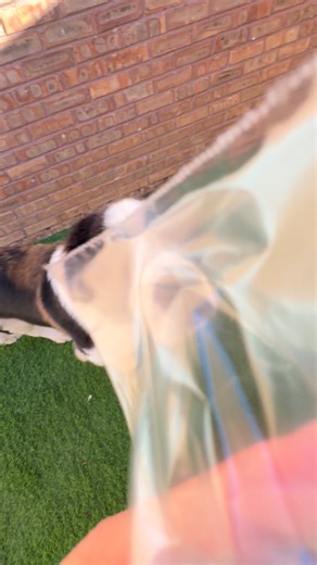 Coco is such an amazing cookie eater! One second you see it the next you don’t ✨ | Canine Kingdom - Downers Grove