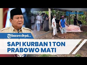 Sapi 1,1 Ton Milik Prabowo MENDADAK Mati, Hewan Kurban Seharga Rp 125 Juta Diduga Keracunan
