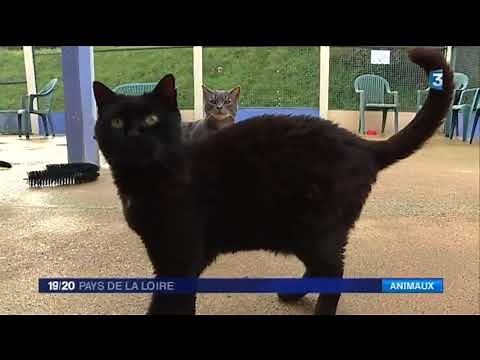 Les bons réflexes à adopter si vous trouvez un chat errant : stérilisation et identification