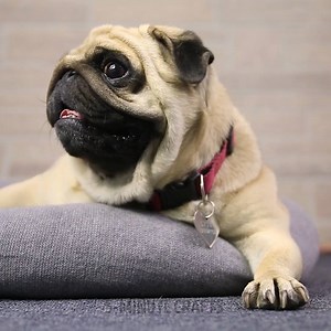 262K views · 3.8K reactions | Cute crafts for your pets.  | 5-Minute Crafts Play | Facebook