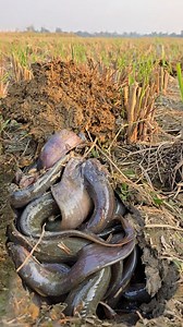 Amazing paddy field underground jiol fishing video #fish #fishing #video #viral #reels | Fisherman Animal Lover-Original