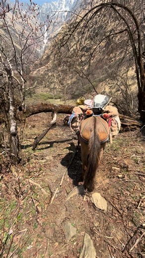 Pahadi horse working #reels #horse | Uttarakhand view