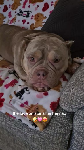 Stars face after waking up from her nap 🤣🤣 sweet girl i love you 😍 #tireddog #americanbully #bullylovers #funnydog #fyp