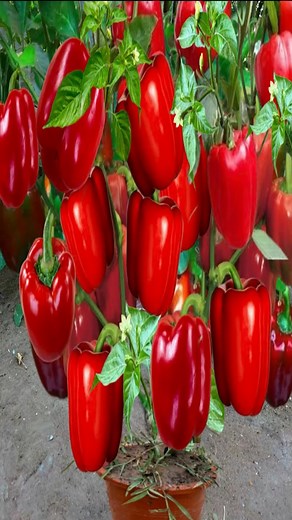 20K views · 461 reactions | How To Propagate Pepper tree from pepper fruit Using Aloe Vera,how to growing pepper tree many fruit #peppers #gardening #bhfyp #nutrition #fruitlover #fruits #fitness #fruitgarden #shortsfeed #instagram #tree #fruittree #fruittrees #grafting #reelsvideo #shortsreels #shortsviral #garden #shortsvideo #satisfying #fruit #shots #reelsfb #fruitsalad #freshfruit #agriculture #trees | Tree Garden | Facebook