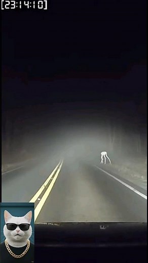 Car Dashcam Captures a Creature on the Night Road… This Is Terrifying