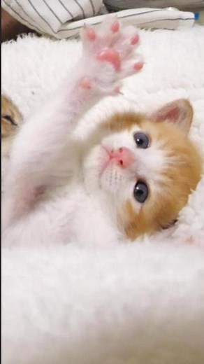 A Cute Kitten's SOS