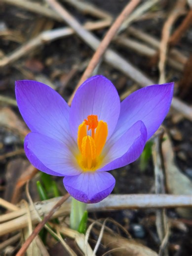 First signs of Spring!