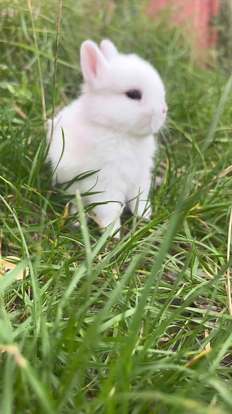 Cute White Baby Rabbit Compilation | Adorable Bunny Videos 🐰